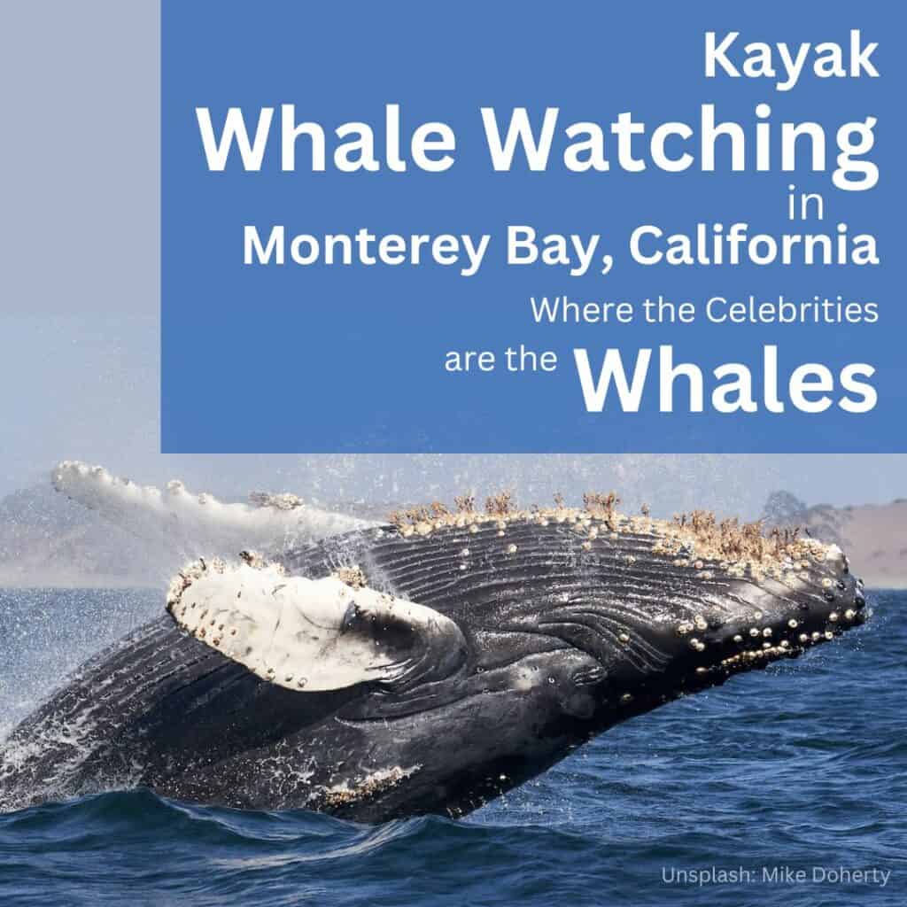 Kayak Whale Watching Monterey Bay