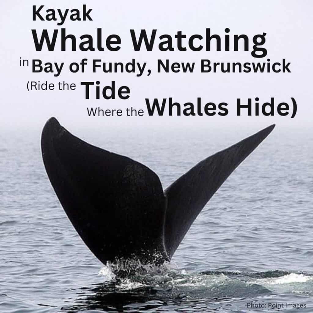 Kayak Whale Watching in Bay of Fundy