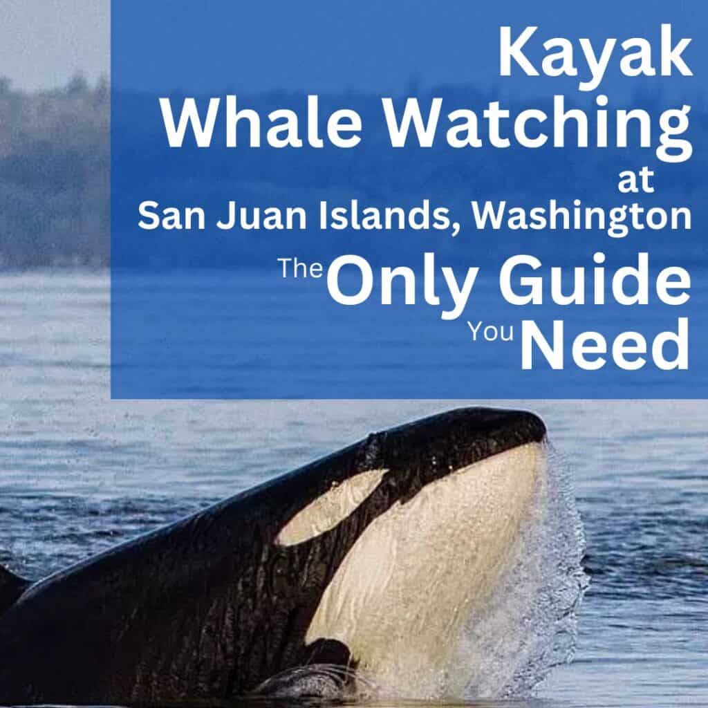 Kayak whale watching San Juan Islands v2