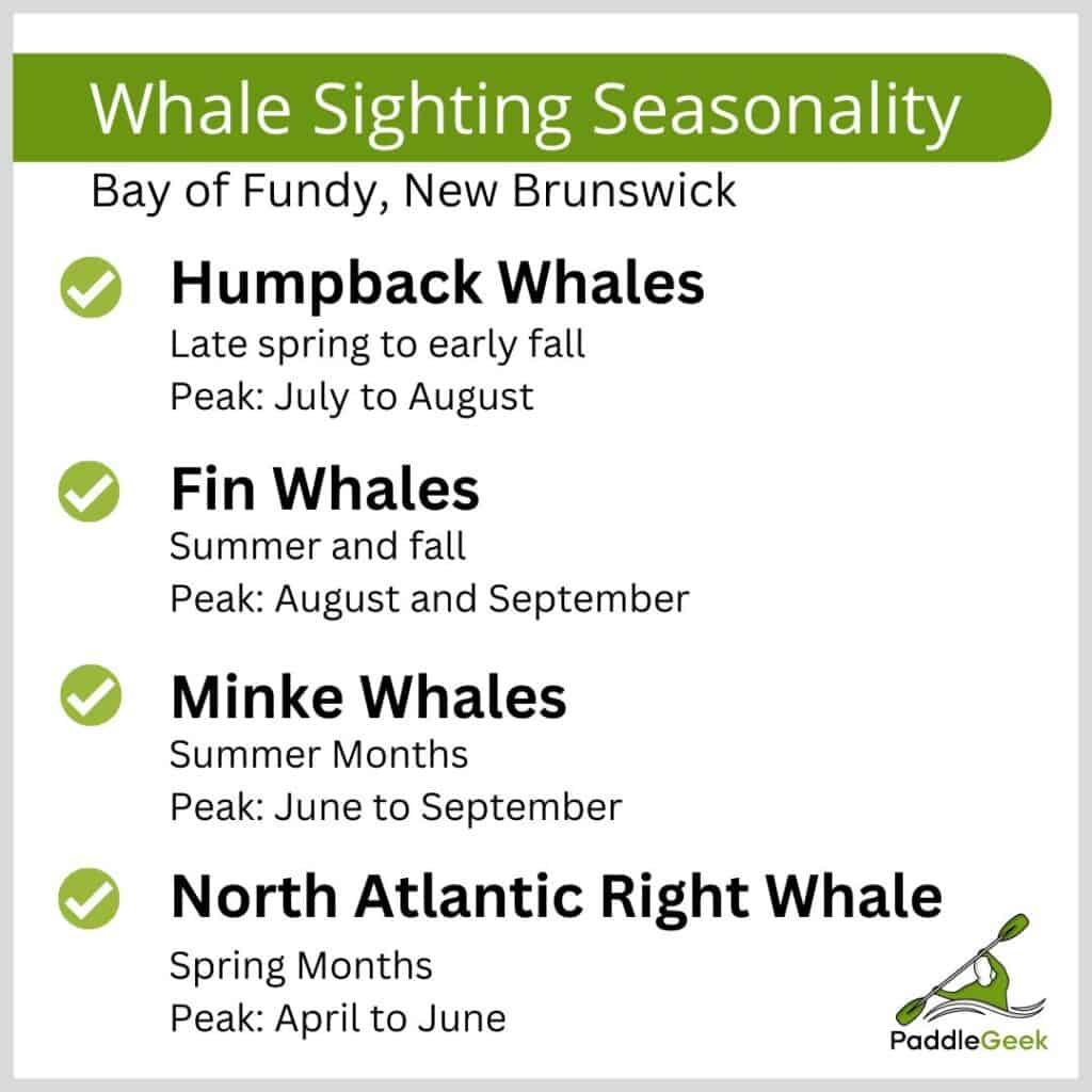 Whale Seasonality Bay of Fundy