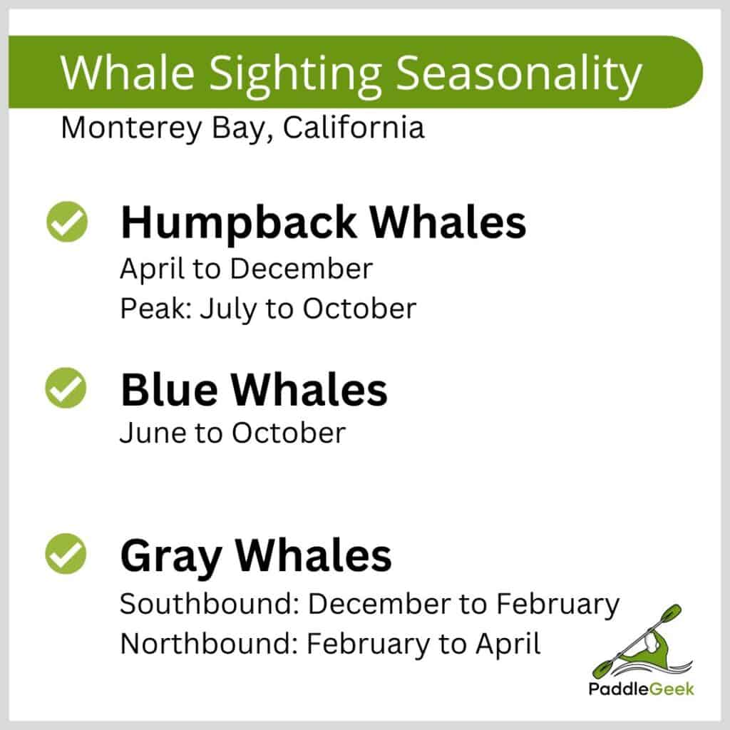 Whale Seasonality V2
